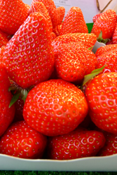 Gariguette strawberries