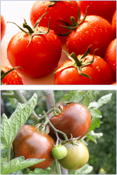 The Tomato