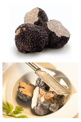 Black truffle of Perigord