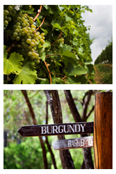 Burgundy wines