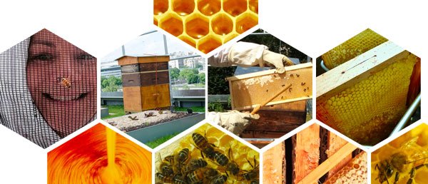 beehives rooftop garden Le Cordon Bleu Paris