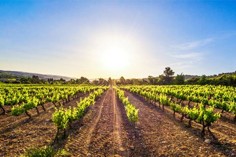 Champagne Vineyards Visit