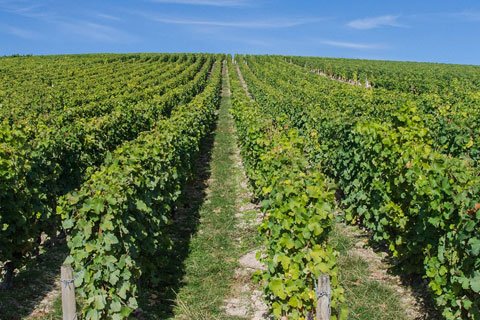 Loire Valley Vineyards Visit