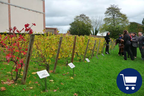 Champagne Vineyards Visit workshop