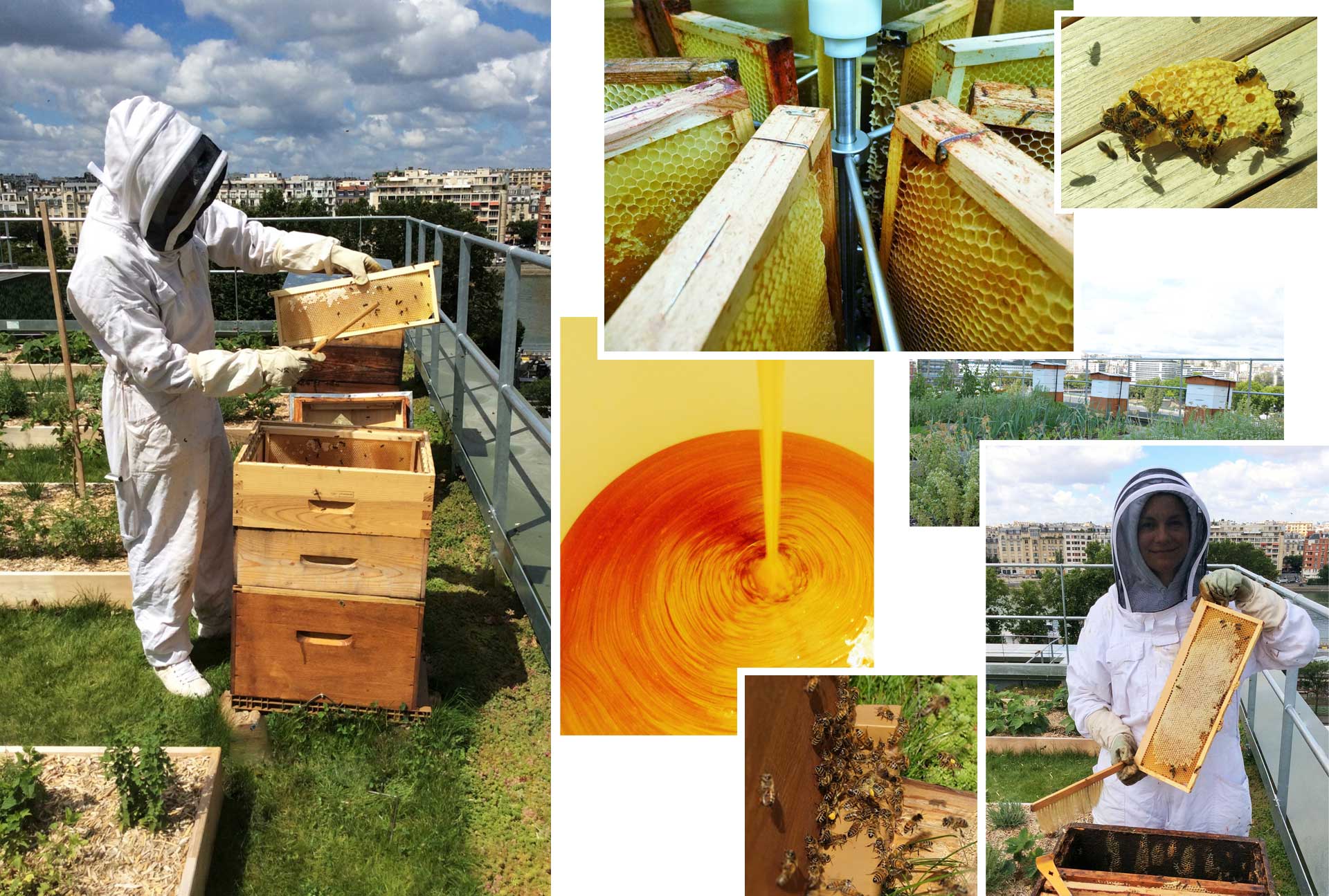 honey harvest on Le Cordon Bleu Paris rooftop