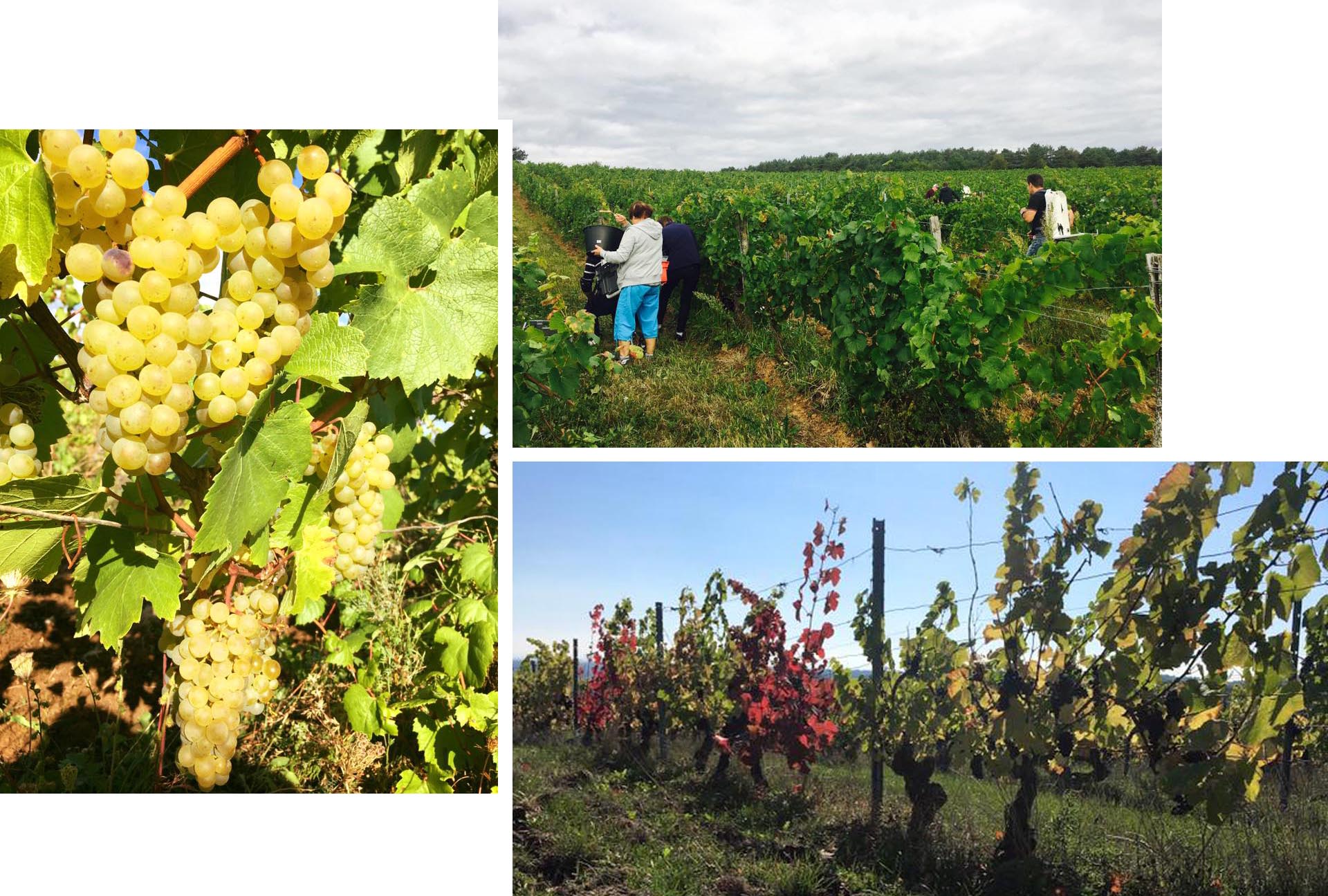 Julia Brazyk Brommer takes over a vineyard